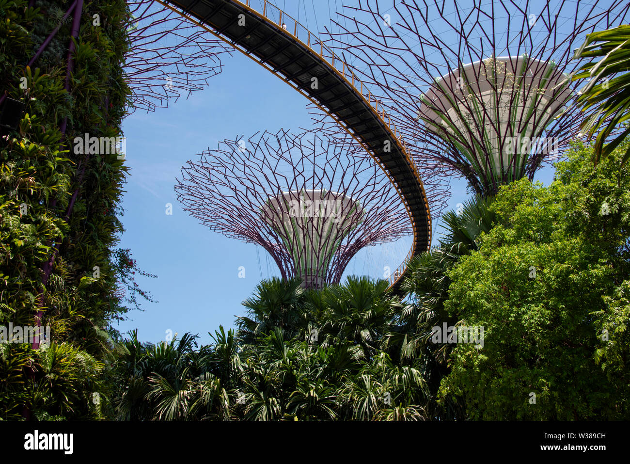 Singapour, les jardins de la baie, Supertree Grove, les jardins verticaux jusqu'à 16 étages. Vue de l'OCBC Skyway. Banque D'Images