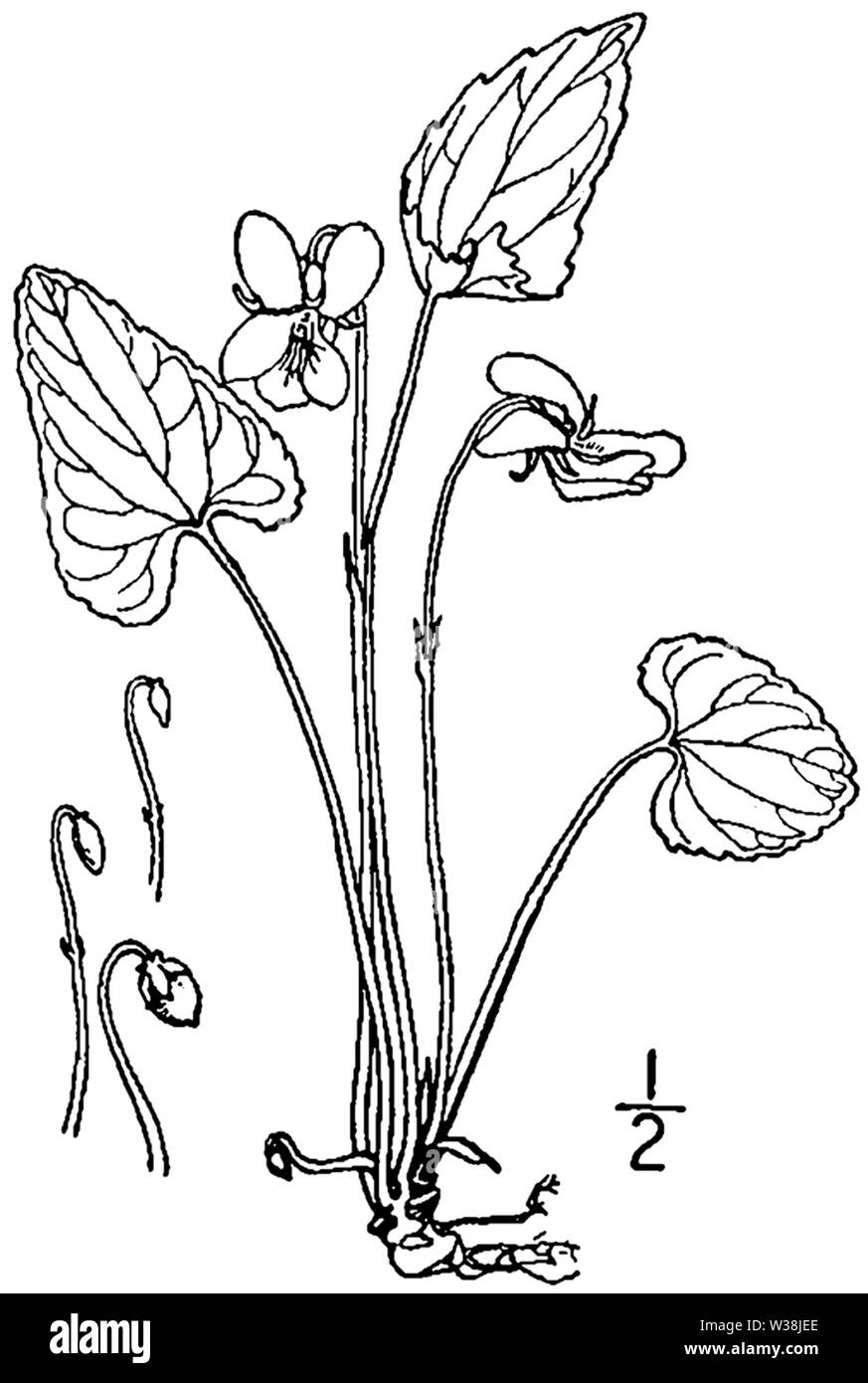 Viola sororia var affinis BB-1913 Banque D'Images