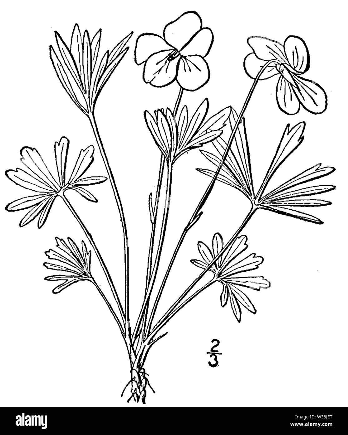 Illustration botanique du Viola pedata de 1913. Banque D'Images