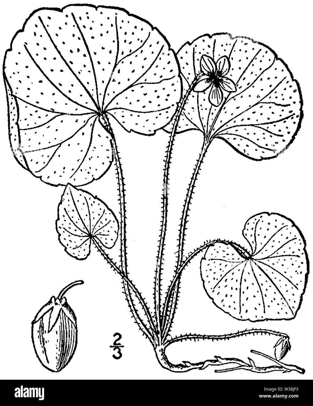 Viola renifolia BB-1913 Banque D'Images