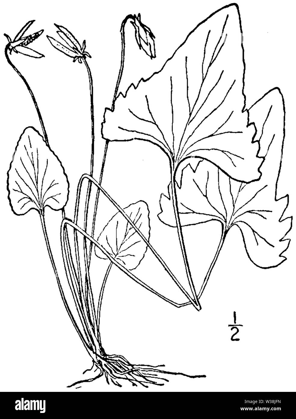 Viola sagittata var sagittata BB-1913 Banque D'Images