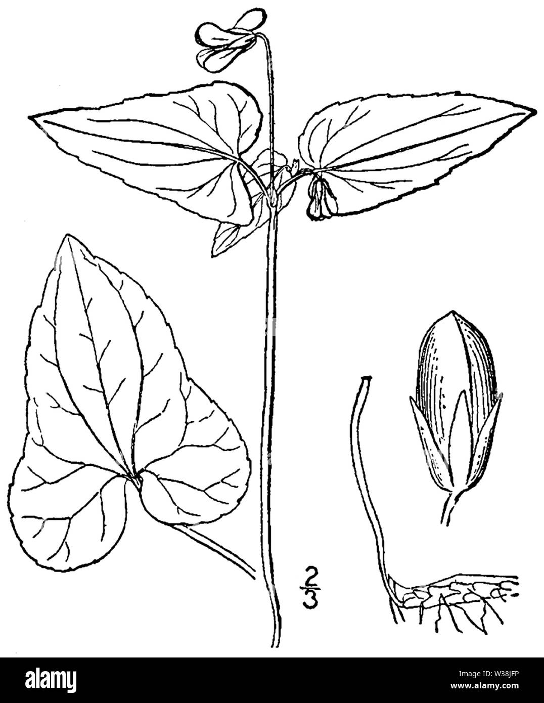 Viola hastata BB-1913 Banque D'Images