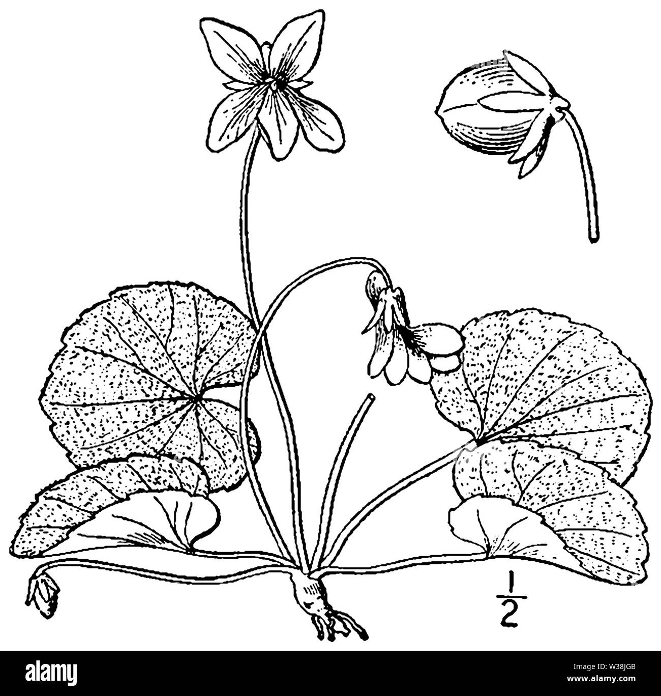 Viola hirsutula BB-1913 Banque D'Images