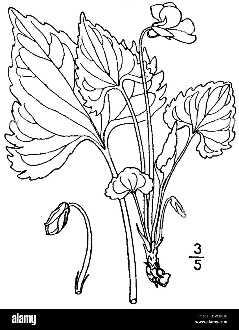 Viola brittoniana var pectinata BB-1913 Banque D'Images