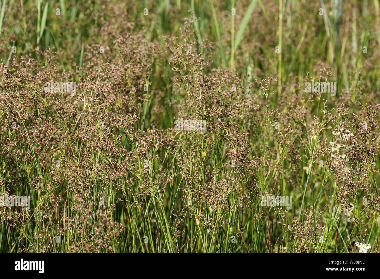 Close up de Juncus subnodulosus, la woodsie flowered rush en progression en Europe Banque D'Images