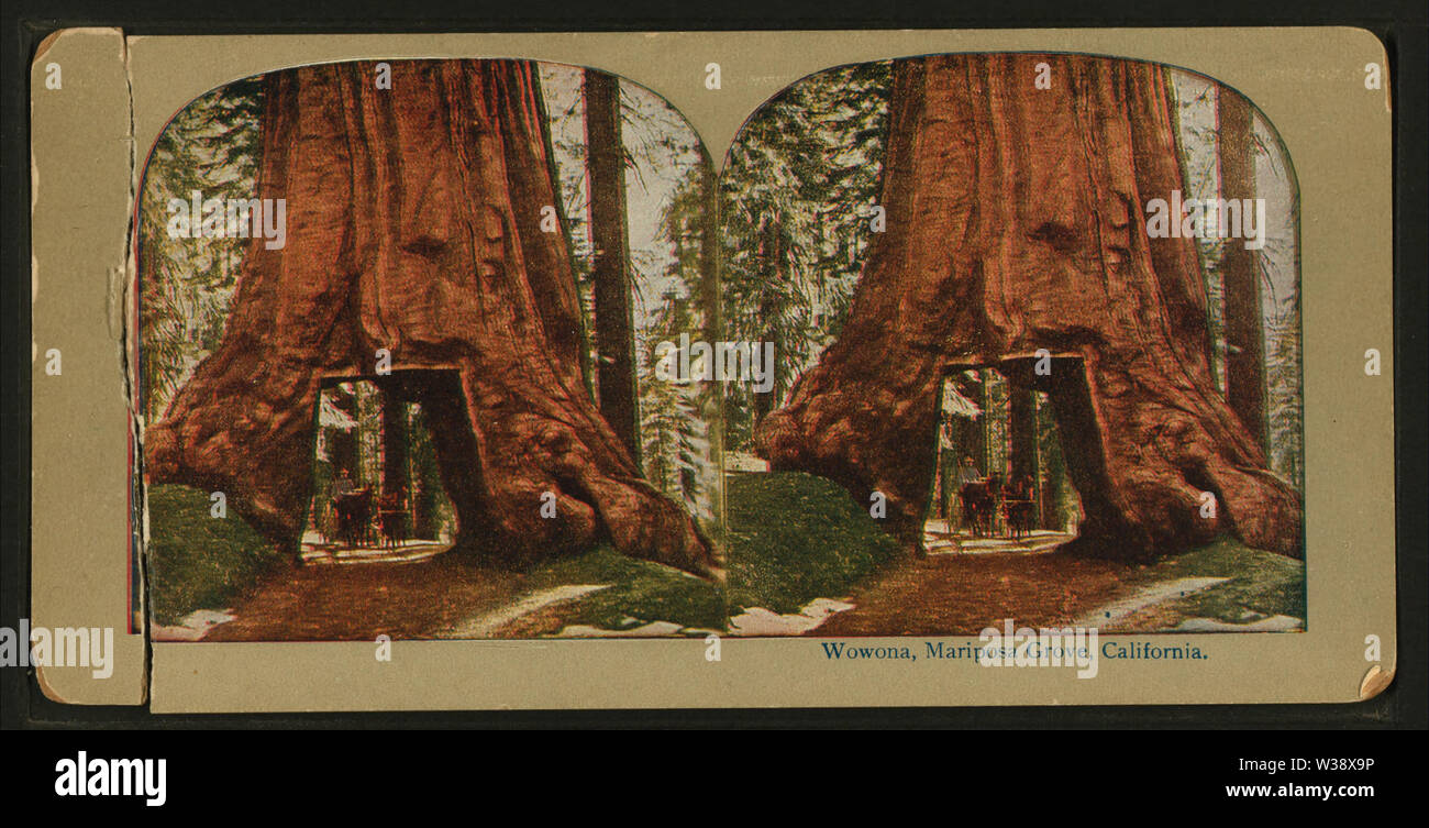 (Wowona) Wawona, Mariposa Grove, Cal, de Robert N Dennis collection de vues stéréoscopiques Banque D'Images