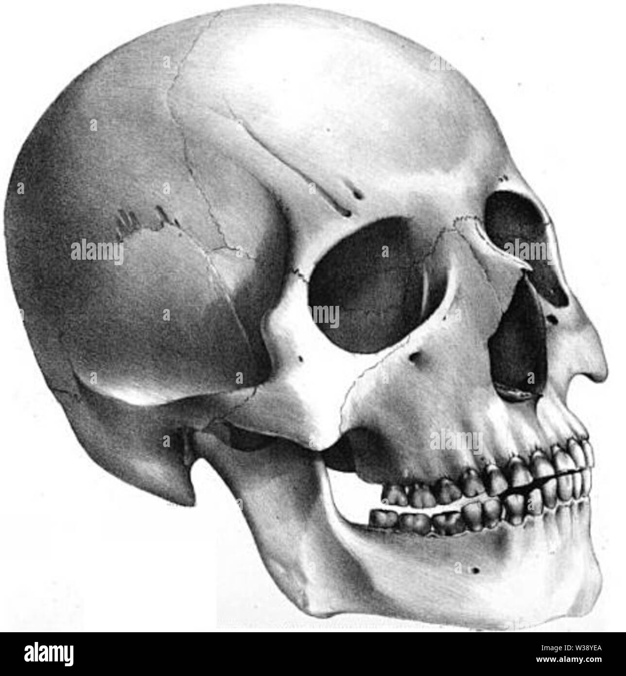 Jeune guerrier Osage mongoloïde, American Indian skull Banque D'Images