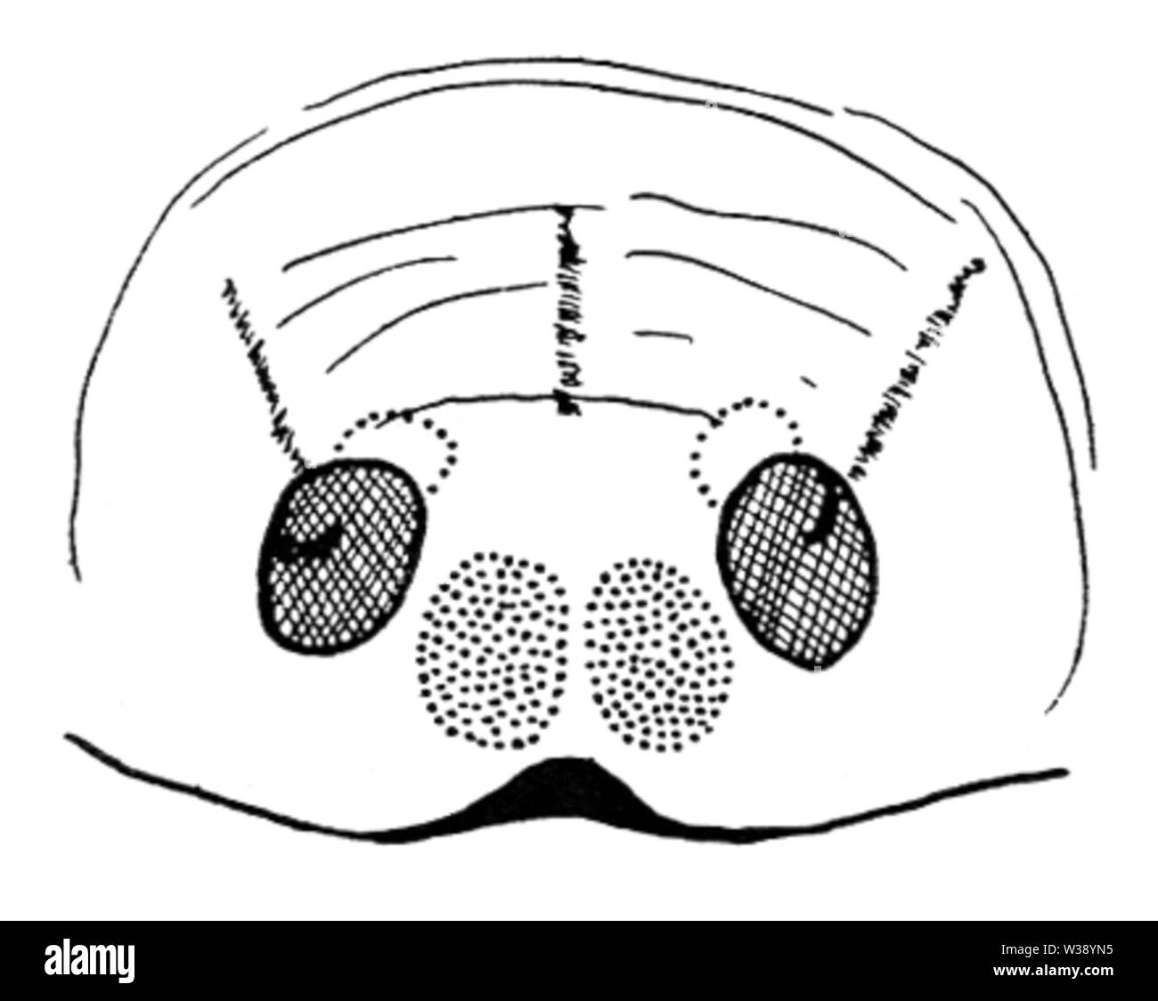 Epigyne Zygoballus electus dessin par Chickering Banque D'Images
