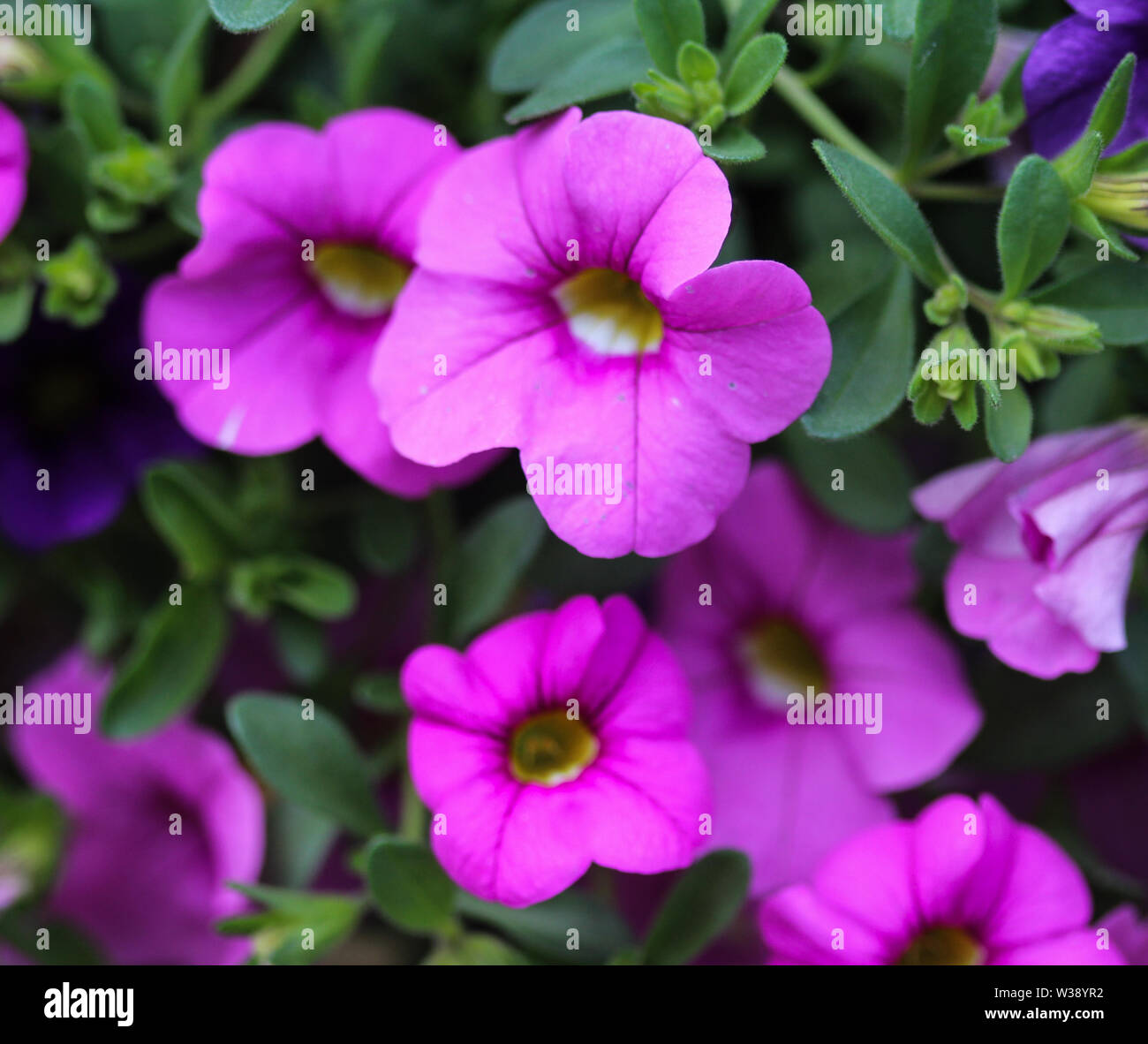 Close up de petunia hybride (Calibrachoa parviflora) dans la région de jardin au printemps Banque D'Images