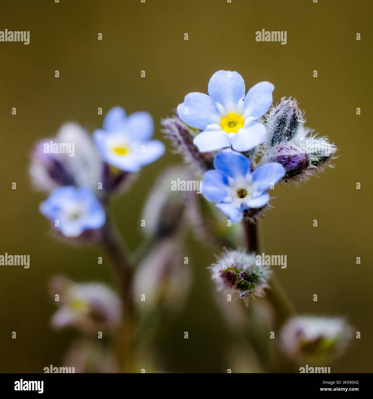 Myosotis scorpioides, Boraginacées, close-up of blue forget-me-not flower Banque D'Images