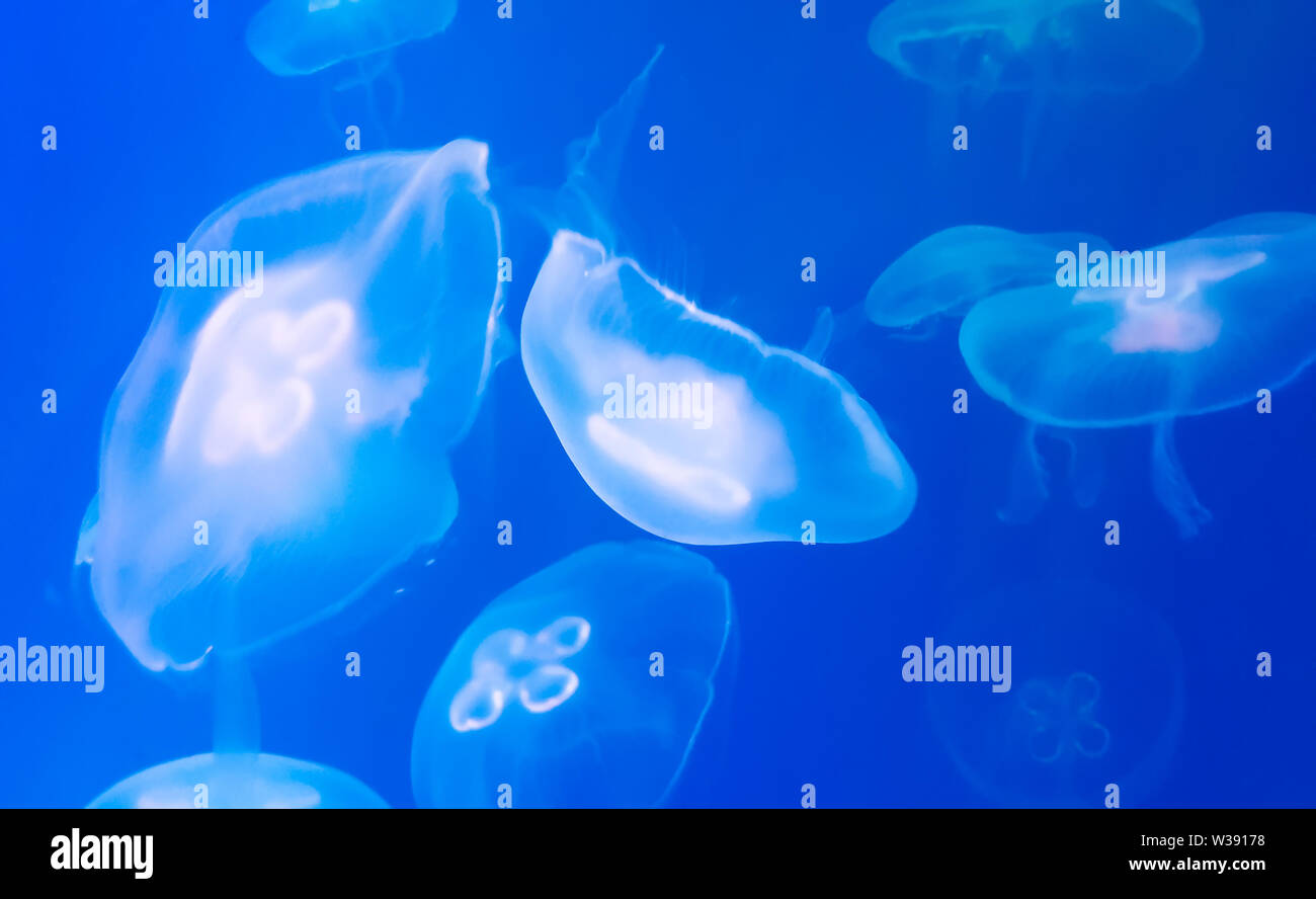 Méduse est des polypes marins avec un bell- gélatineuse ou corps en forme de soucoupe qui est généralement transparent. Banque D'Images
