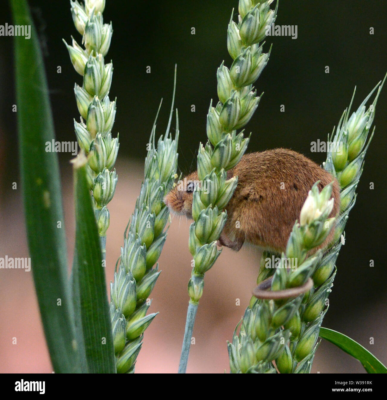 Souris d'Eurasie (Micromys minutus) - à l'intermédiaire des épis de blé Banque D'Images
