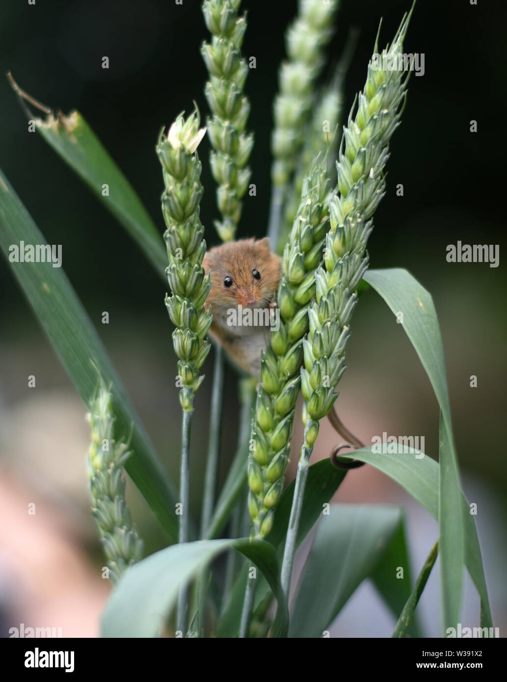 Souris d'Eurasie (Micromys minutus) - à l'intermédiaire des épis de blé Banque D'Images
