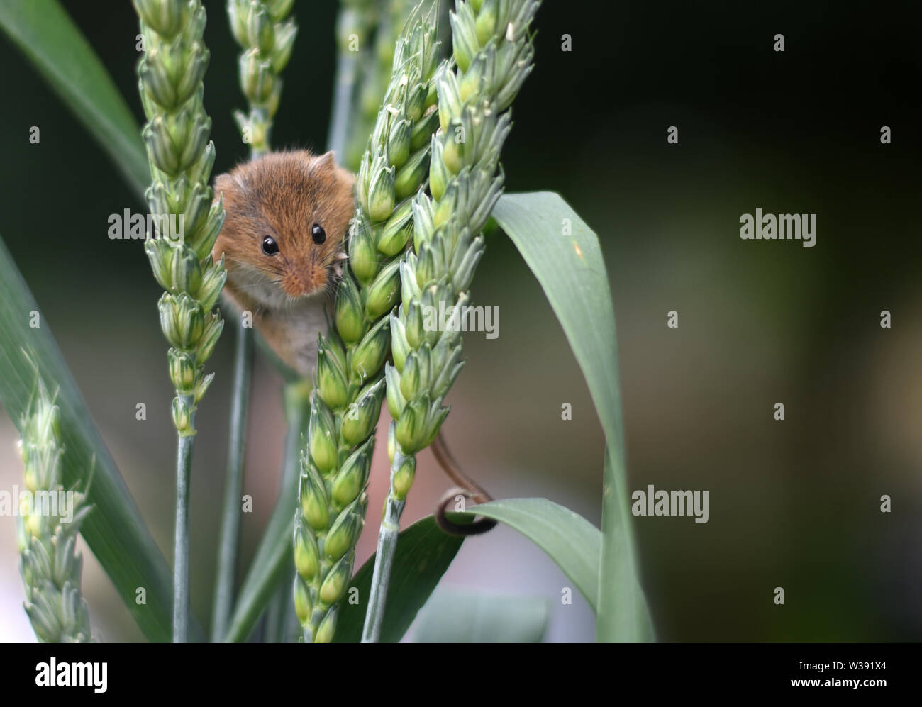 Souris d'Eurasie (Micromys minutus) - à l'intermédiaire des épis de blé Banque D'Images