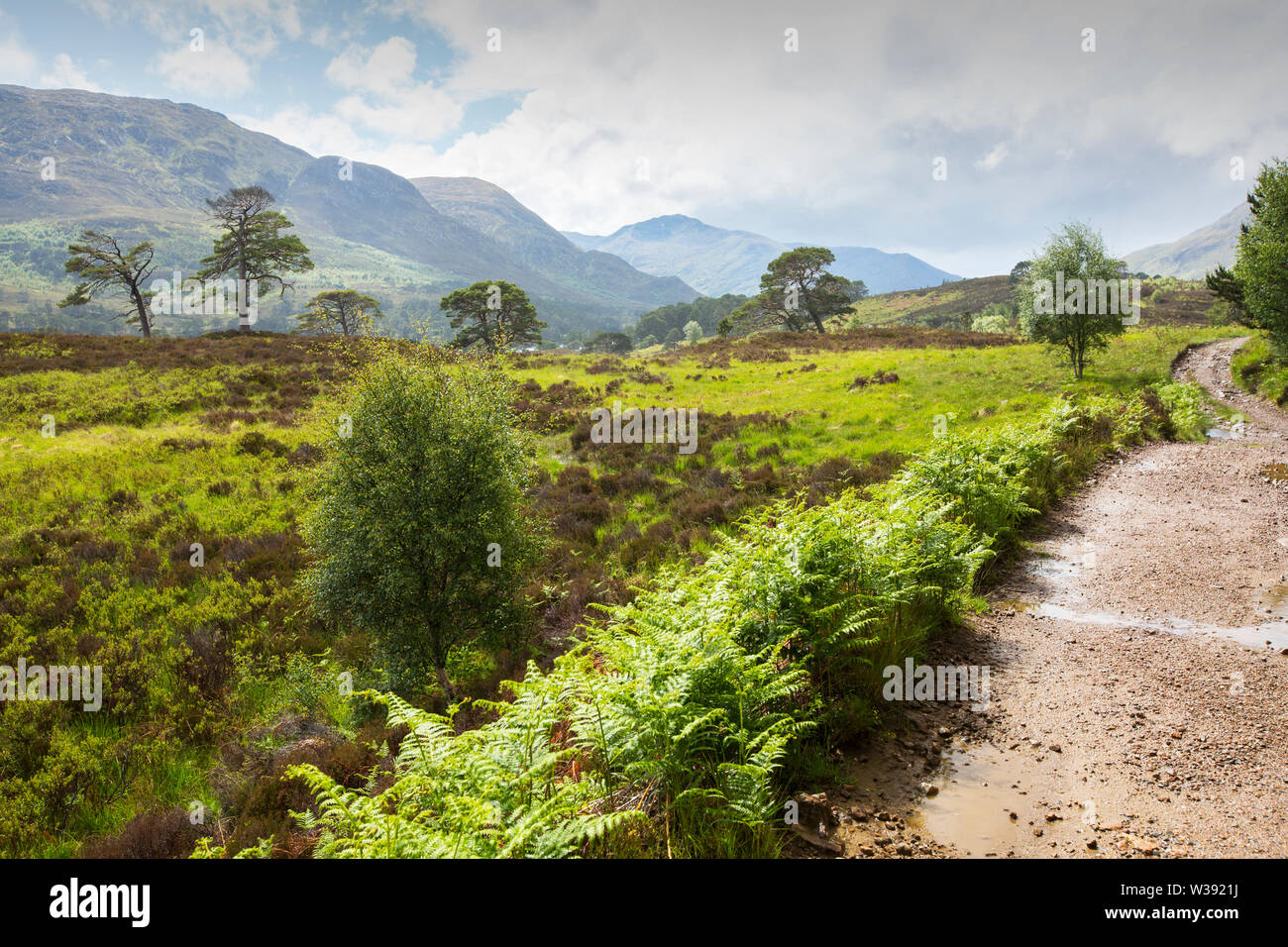 Glen Affric et pins sylvestres dans les reliques de l'ancienne forêt de pins calédoniens Banque D'Images
