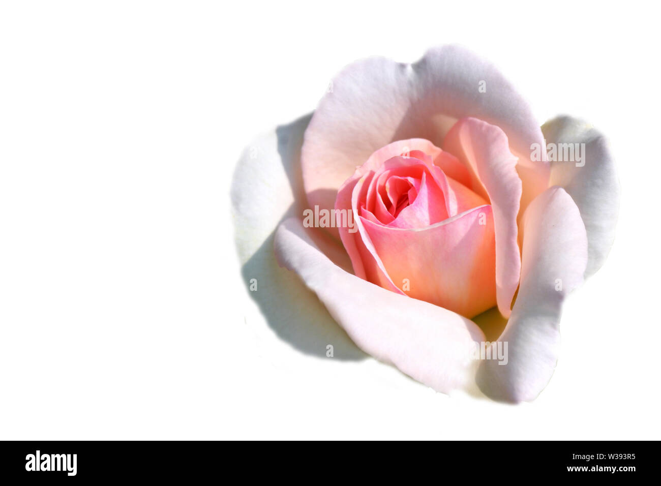 Carte de souhaits avec rose rose sur le côté droit de l'image sur fond blanc et copyspace pour l'écriture. Banque D'Images