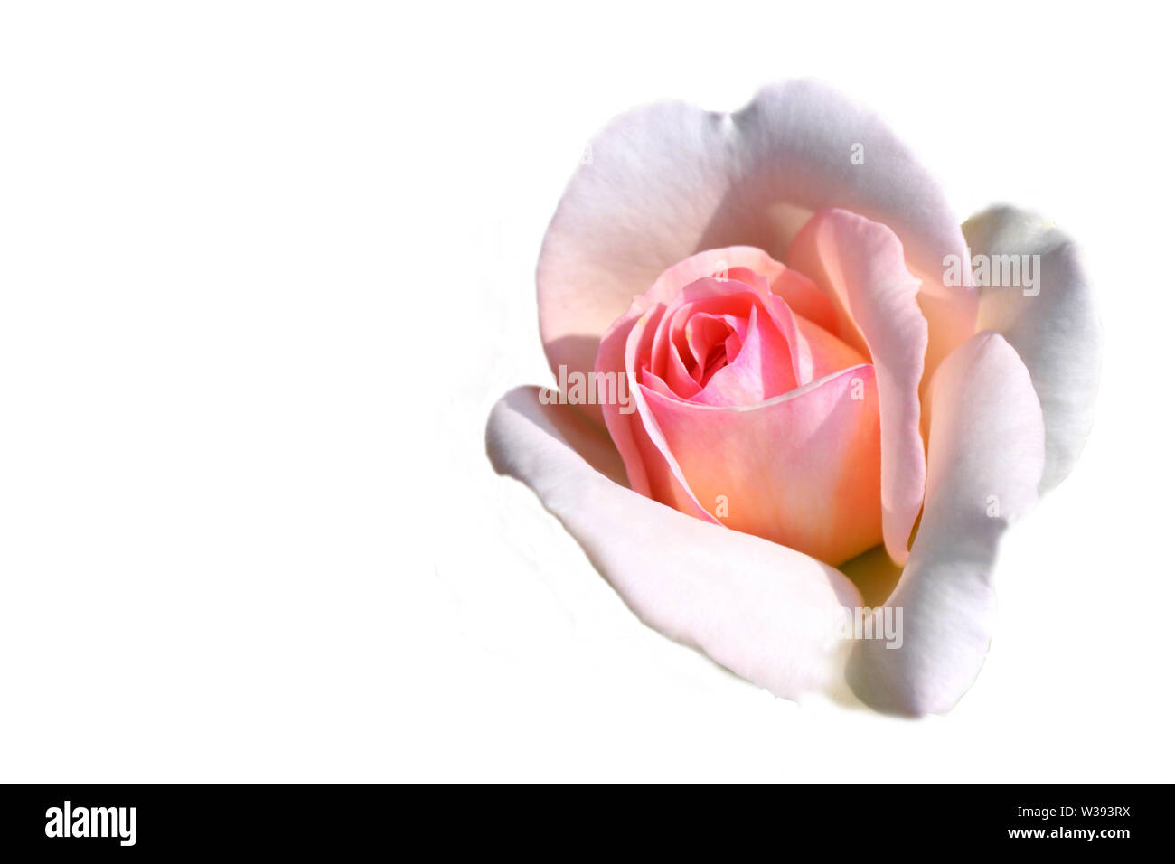 Carte de souhaits avec rose rose sur le côté droit de l'image sur fond blanc et copyspace pour l'écriture. Banque D'Images