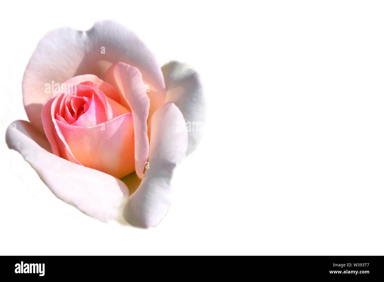 Carte de souhaits avec rose rose sur le côté gauche de l'image sur fond blanc et de copier l'espace pour l'écriture. Banque D'Images