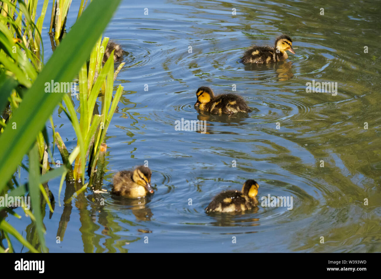 Jeunes canards collards nageant dans le lac Banque D'Images