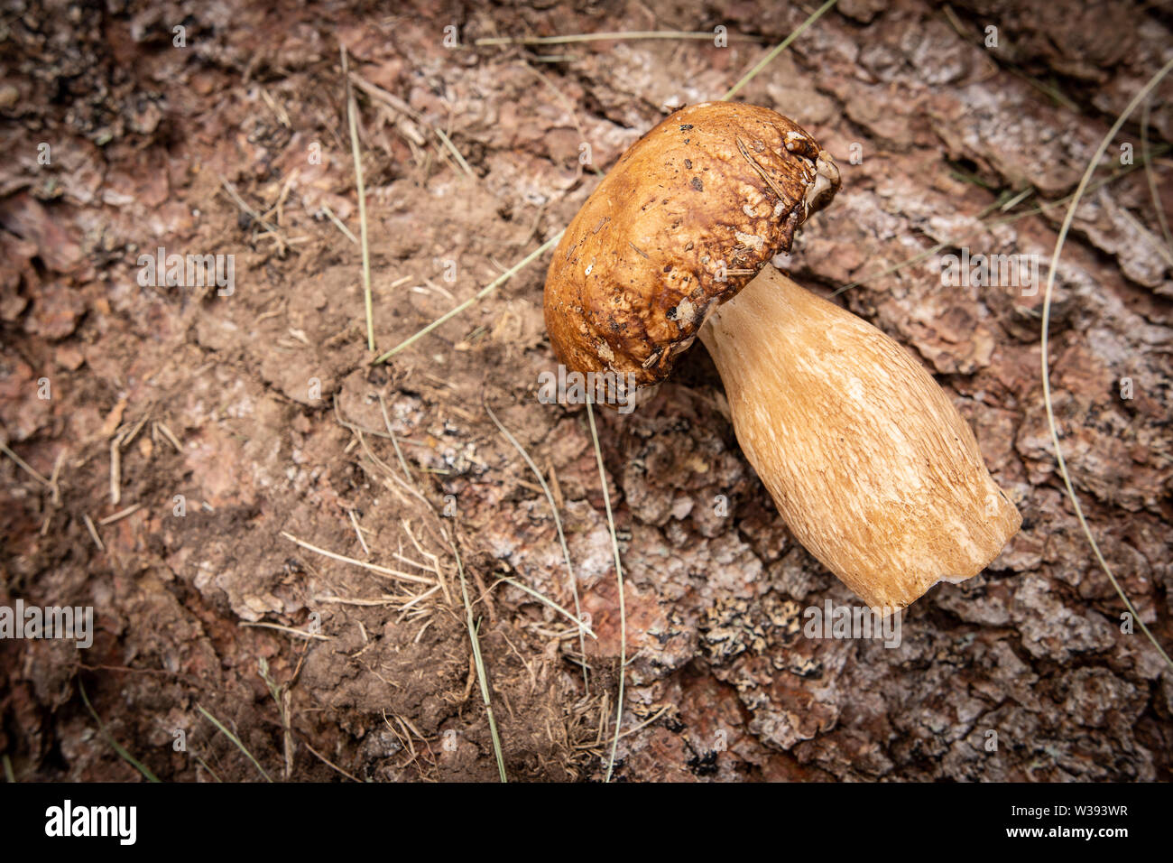 Les champignons sauvages comestibles sur fond brun Écorce d'arbre. Nature et aliments sains Concept. Banque D'Images