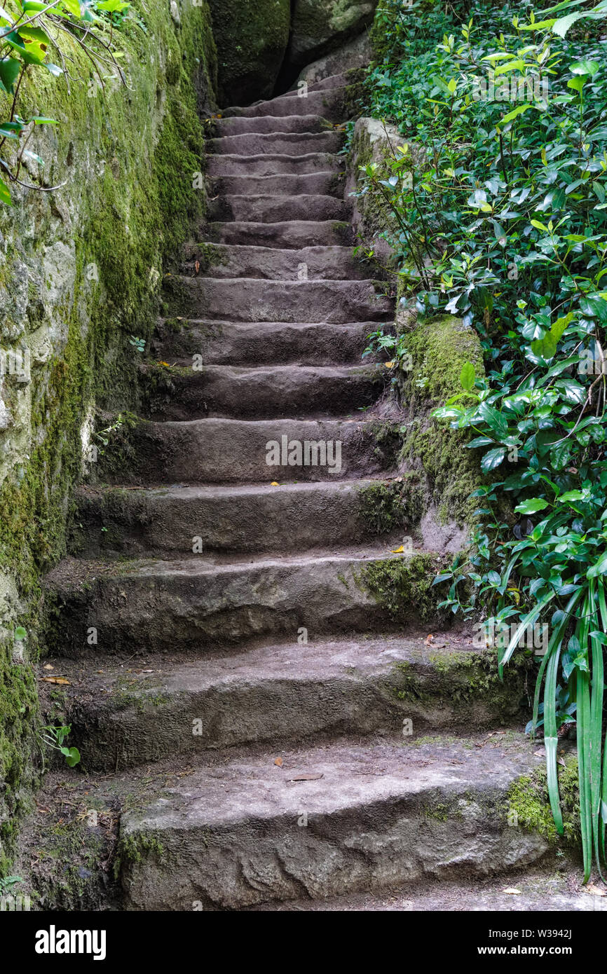 Escaliers en pierre recouvert de végétation verte Banque D'Images