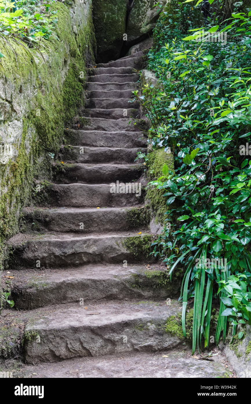 Escaliers en pierre recouvert de végétation verte Banque D'Images