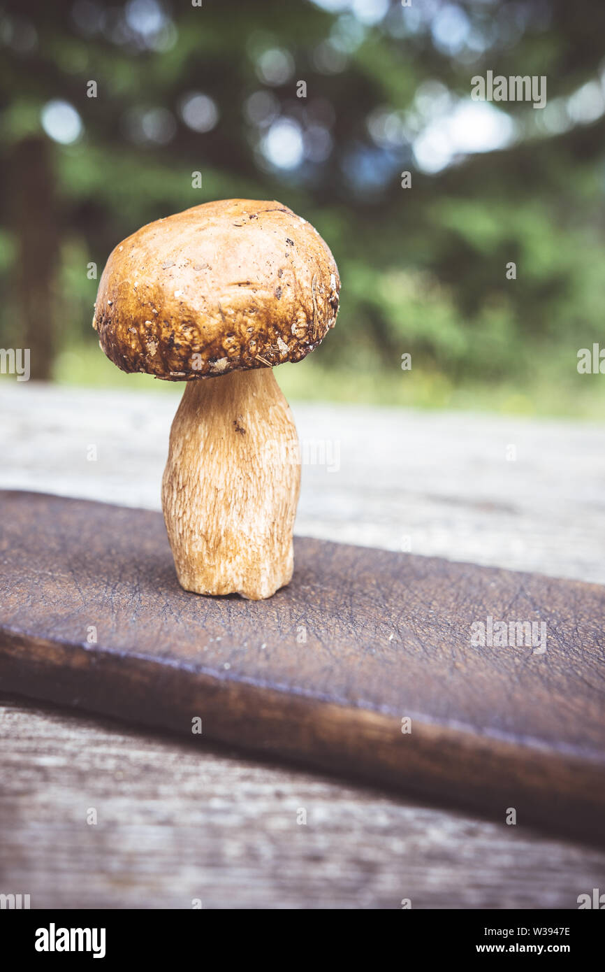 Types de délicieux champignons sauvages comestibles Brown sur planche en bois. Nature et aliments sains Concept. Banque D'Images