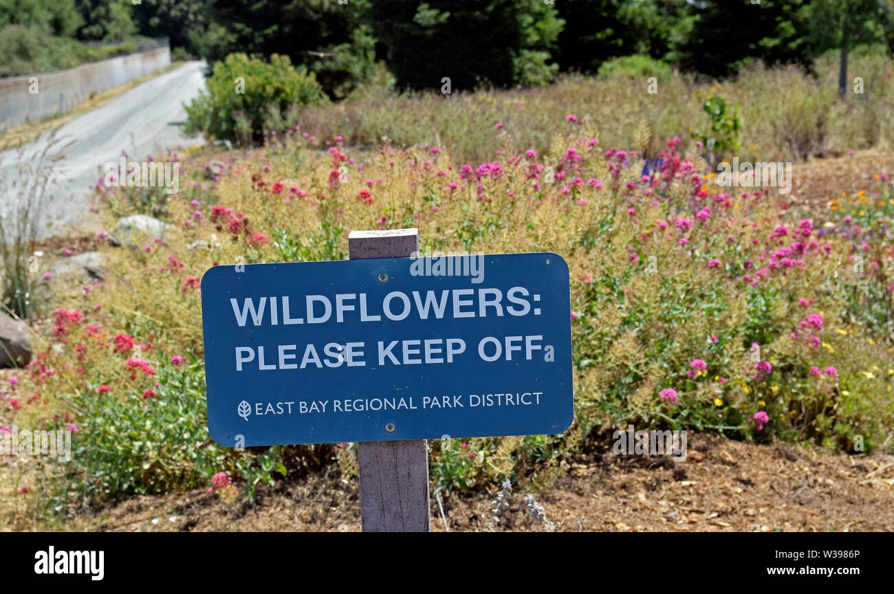 Fleurs sauvages ; veuillez ne pas signer, Quarry Lakes Regional Recreation Area, Californie Banque D'Images