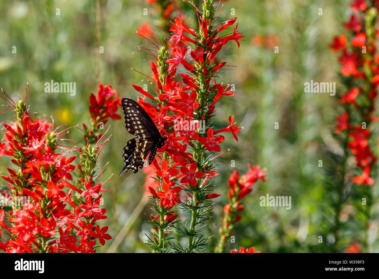 Black Papilio polyxenes) sur Cypress Permanent Banque D'Images
