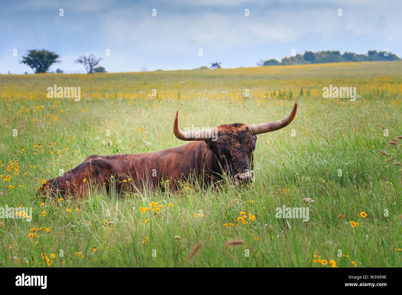Longhorrn sauvage bovins (Bos taurus) dans les montagnes Wichita National Wildlife Refuge, Cache, OK, USA. Il s'agit d'un troupeau sauvage, freeranging. Banque D'Images