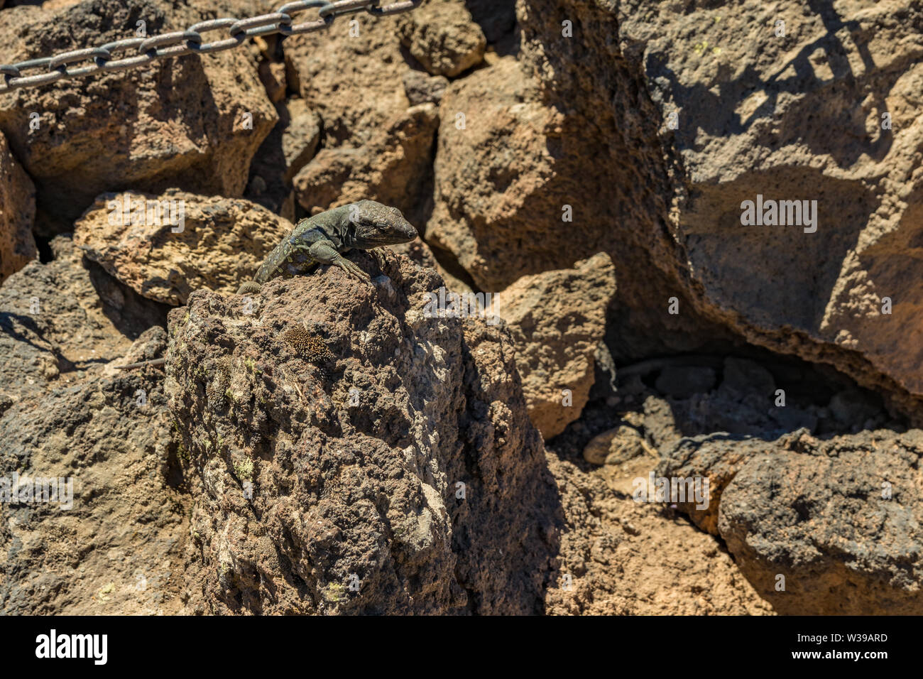 Comptabilité - lézard Gallotia galloti se repose sur la pierre de lave volcanique. Le lézard regarde la caméra, gros plan, macro, fond naturel. Par National Banque D'Images