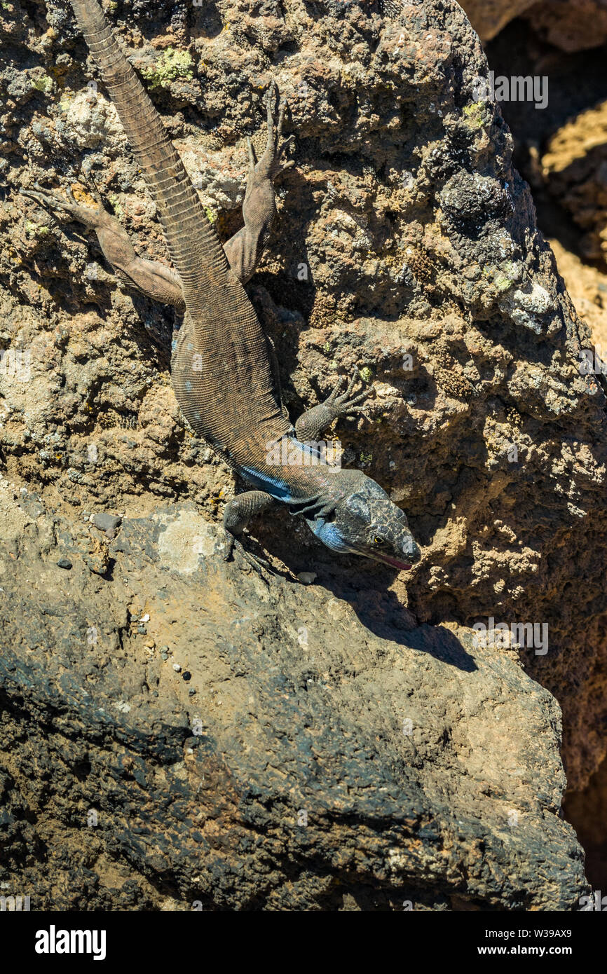 Comptabilité - lézard Gallotia galloti se repose sur la pierre de lave volcanique. Le lézard regarde la caméra, gros plan, macro, fond naturel. Fra verticale Banque D'Images