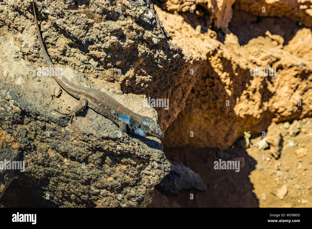 Comptabilité - lézard Gallotia galloti se repose sur la pierre de lave volcanique. Le lézard regarde la caméra, gros plan, macro, fond naturel. Par National Banque D'Images