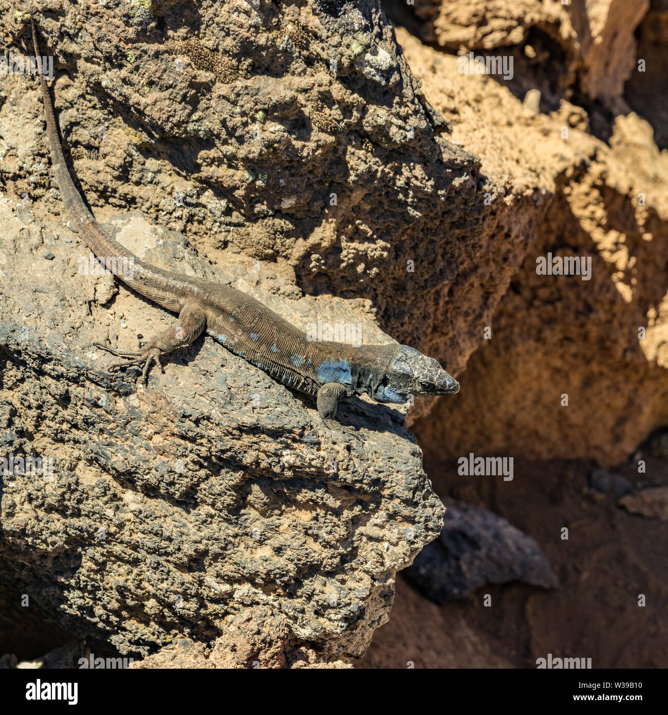 Comptabilité - lézard Gallotia galloti se repose sur la pierre de lave volcanique. Le lézard regarde la caméra, gros plan, macro, fond naturel. Par National Banque D'Images