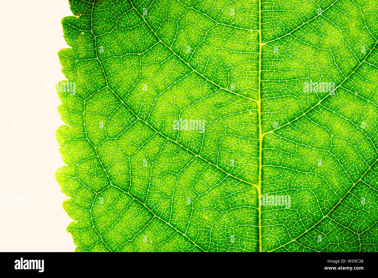 Vert feuille détaillée de la structure de surface robuste frais macro extrême photo gros plan avec la nervure principale, des nervures et des grooves comme une texture nature eco green biolo Banque D'Images