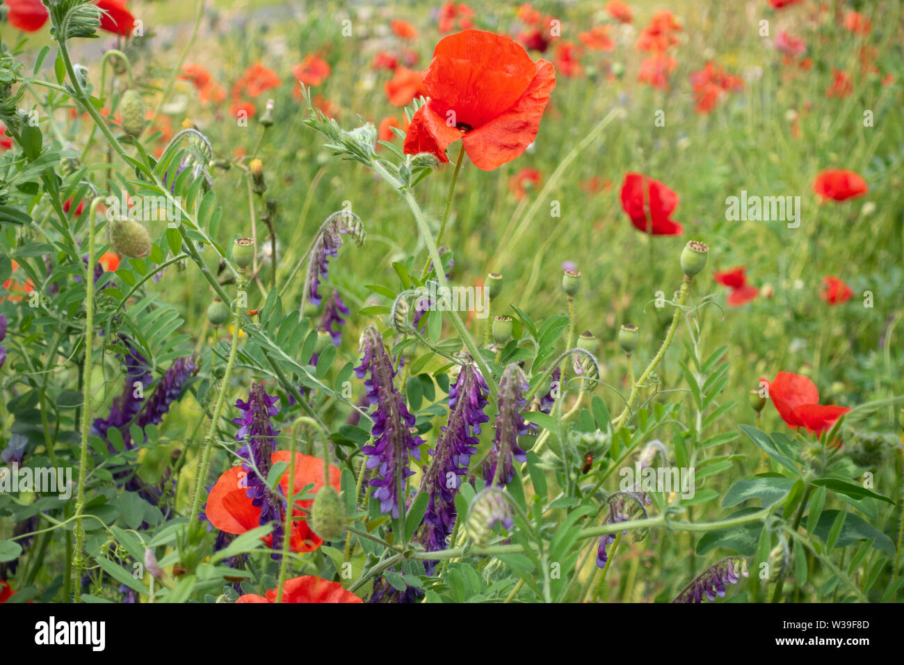 Petite section d'une prairie de fleurs sauvages plantées dans le centre de Glasgow, en Ecosse, avec champ rouge Coquelicot, Papaver rhoeas et violet vesce jargeau, Vicia Banque D'Images
