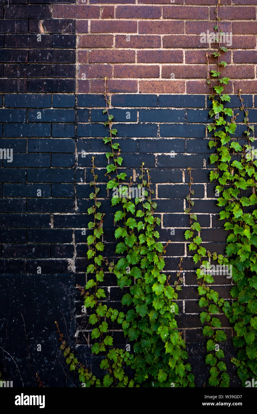 Grimper des vignes de lierre vertes poussant sur un mur de briques avec des sections peintes en rouge et noir contrastées Banque D'Images