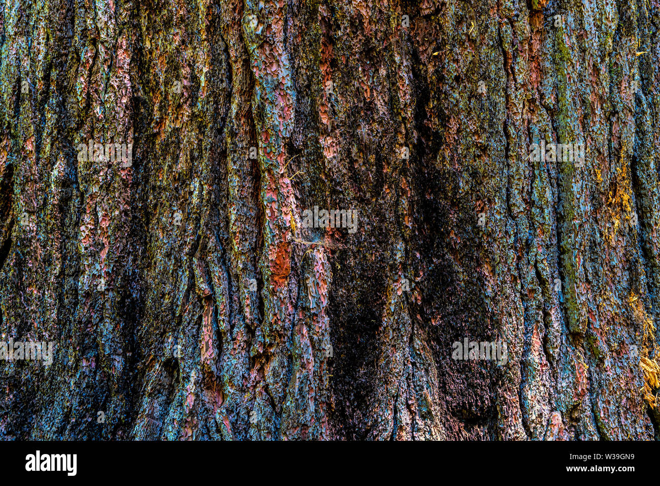Gros plan sur l'écorce de pin ponderosa Le- Pinus ponderosa- avec des teintes de couleur bleu, rose, jaune, vert, des lichens - texture ou d'arrière-plan Banque D'Images