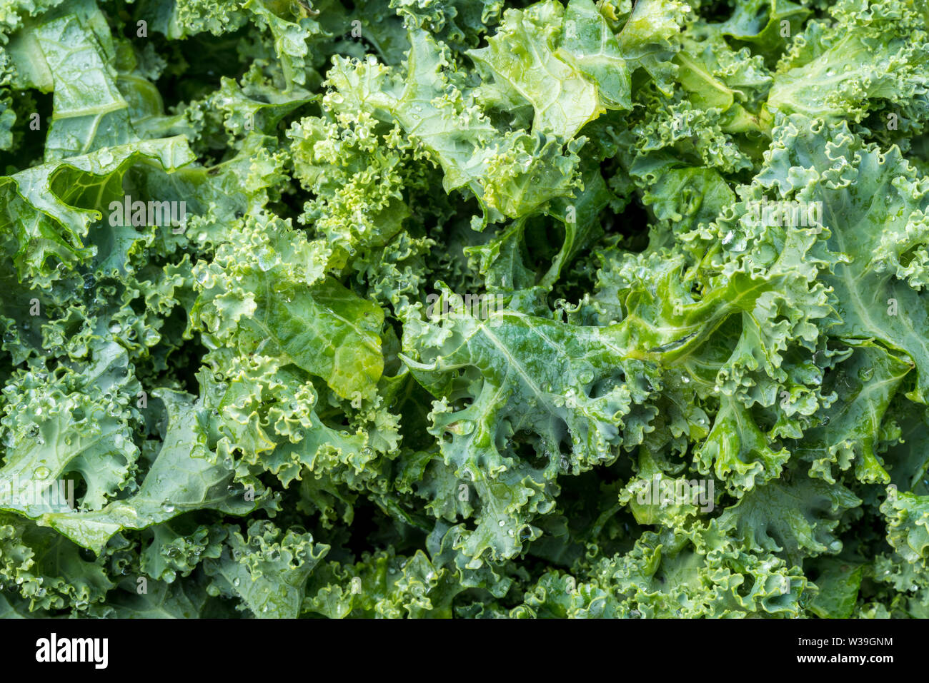 Fraîchement lavés et coupés feuilles de chou prêt pour la cuisson ou salade Banque D'Images