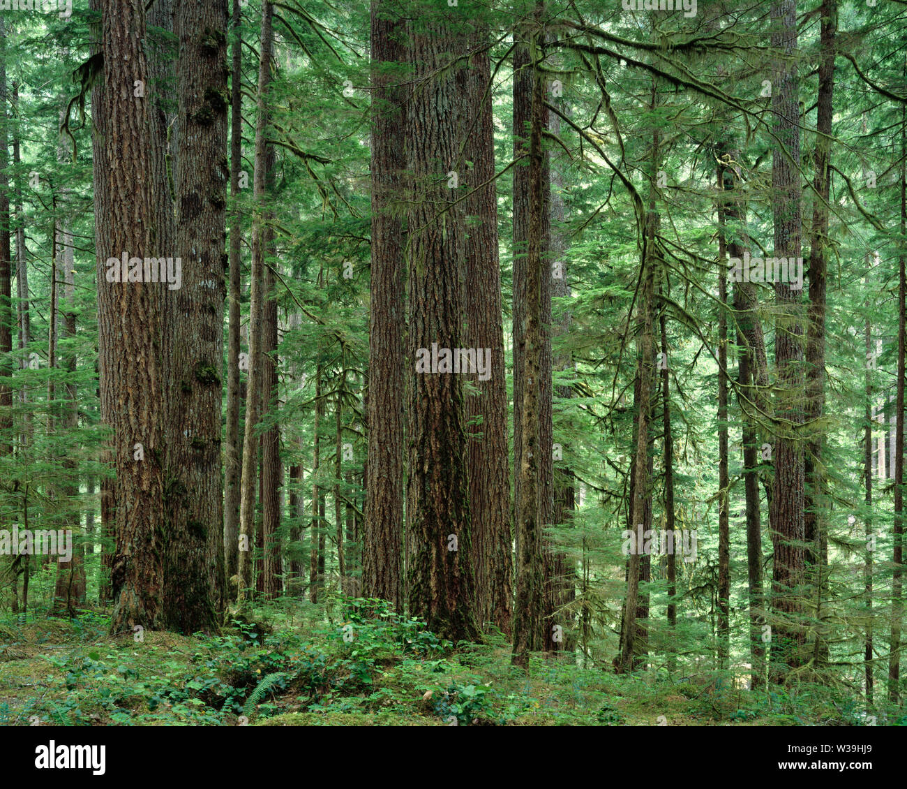 USA, Washington, Mt. Rainier National Park, les troncs de sapin et de la pruche dans de vieux conifères ; Ohanepecosh Valley. Banque D'Images