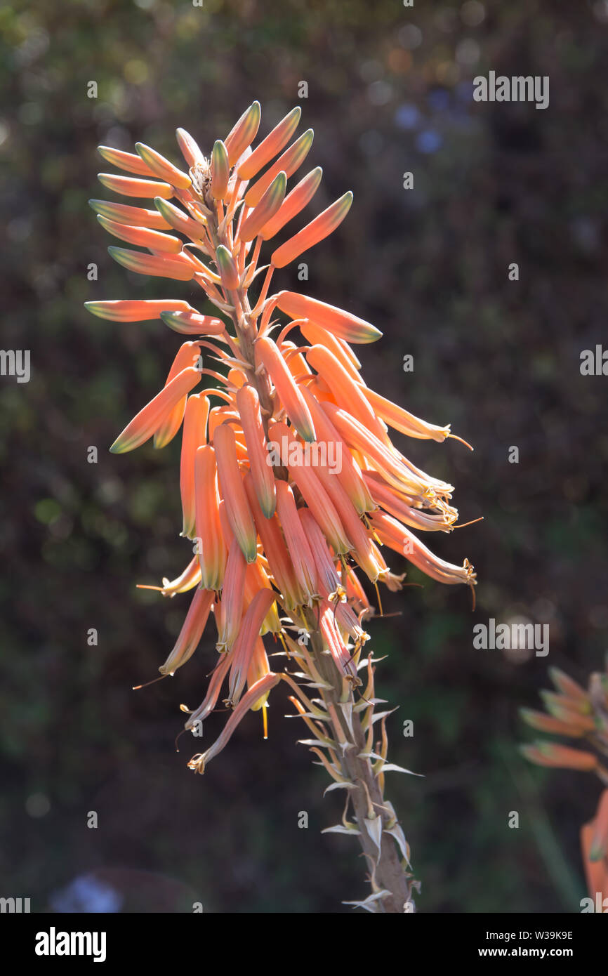 Gros plan d'une fleur d'Aloe vera. Banque D'Images