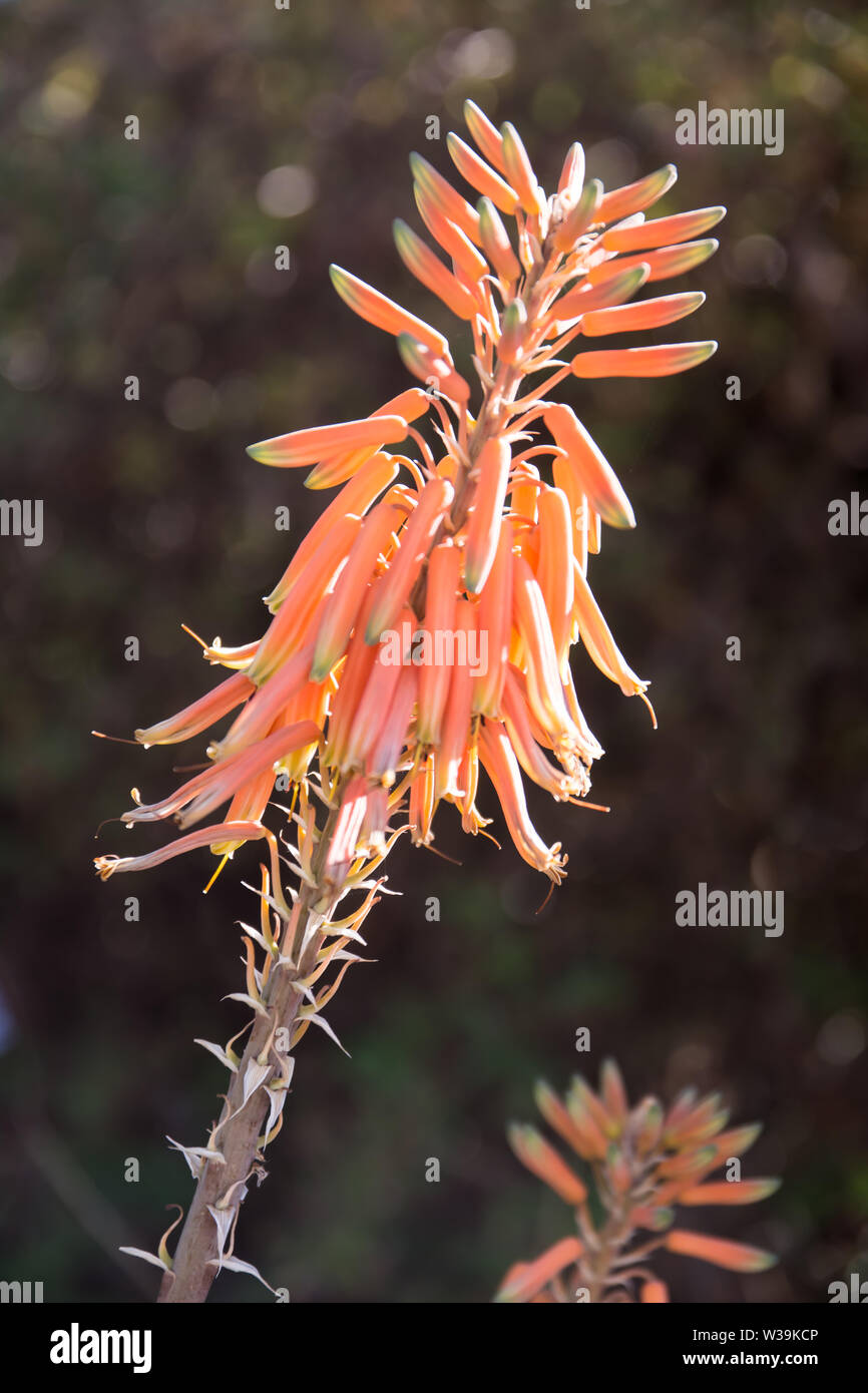 Près d'une uo fleur d'Aloe vera. Banque D'Images