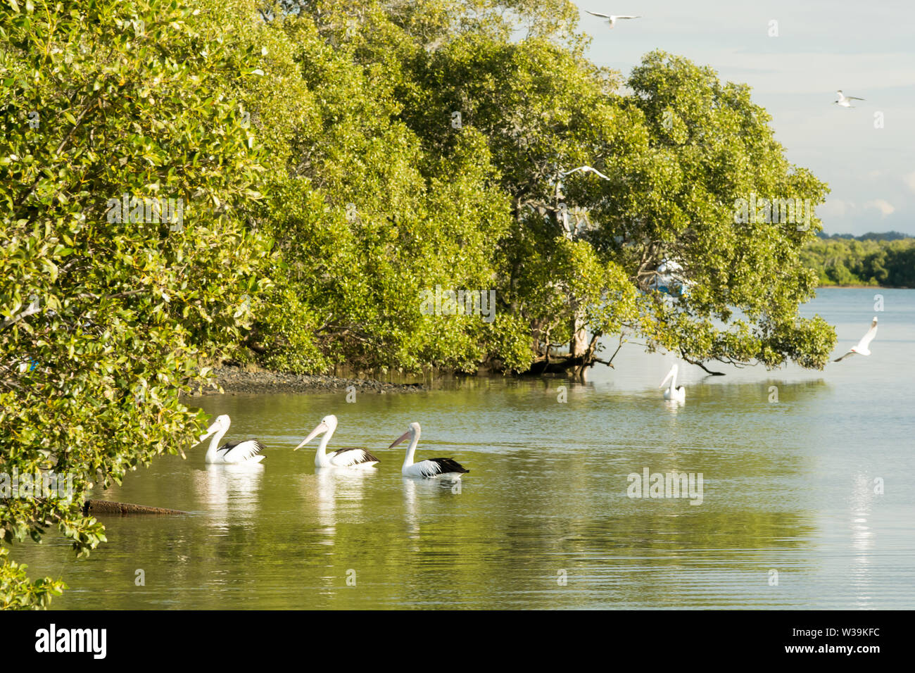 Les pélicans et les mouettes sur la rivière Caboolture Beachmere à Queensland, Australie. Banque D'Images