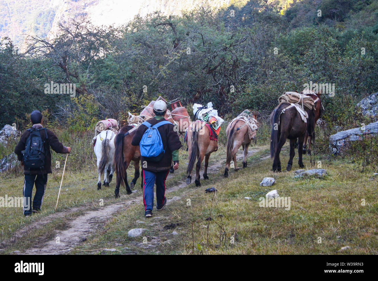 Les mules, les chevaux et l'âne comme moyen de transport. Ils sont surtout utilisés pour le transport de tous les jours des choses nécessaires en région de montagne. Banque D'Images