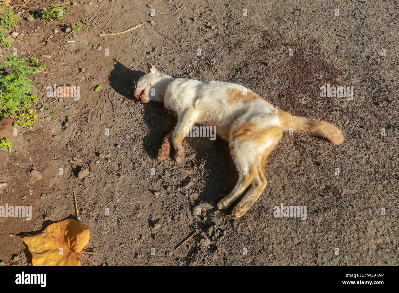 Un Chat Mort Renverse Par Un Moyen De Transport Se Trouve Par La Route Un Animal Avec Un Manteau De Fourrure Marron Et Blanc Est Mort Par La Route Les Rayons De Soleil