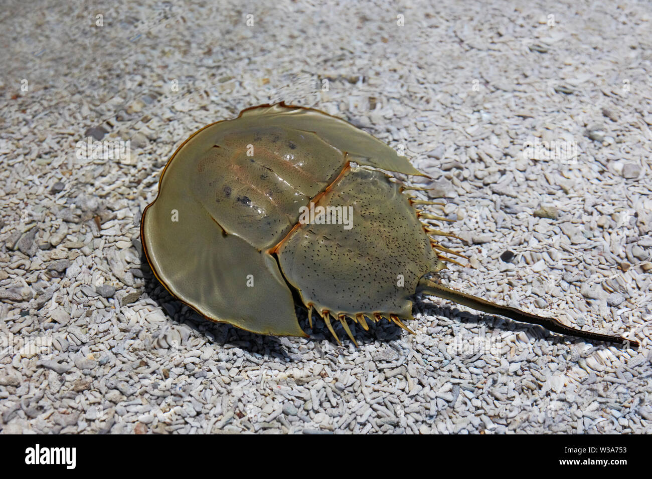 Le crabe chinois en captivité (Tachypleus tridentatus), alias crabe japonais en fer à cheval, ou crabe à trois épines en fer à cheval nage dans un aquarium. Banque D'Images