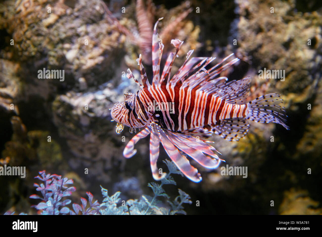 Poisson-papillon rouge en captivité (Pterois volitans), un des poissons de récifs coralliens. Aquarium de rêve à OCT Harbour. Shenzhen, province de Guangdong, en Chine. Banque D'Images