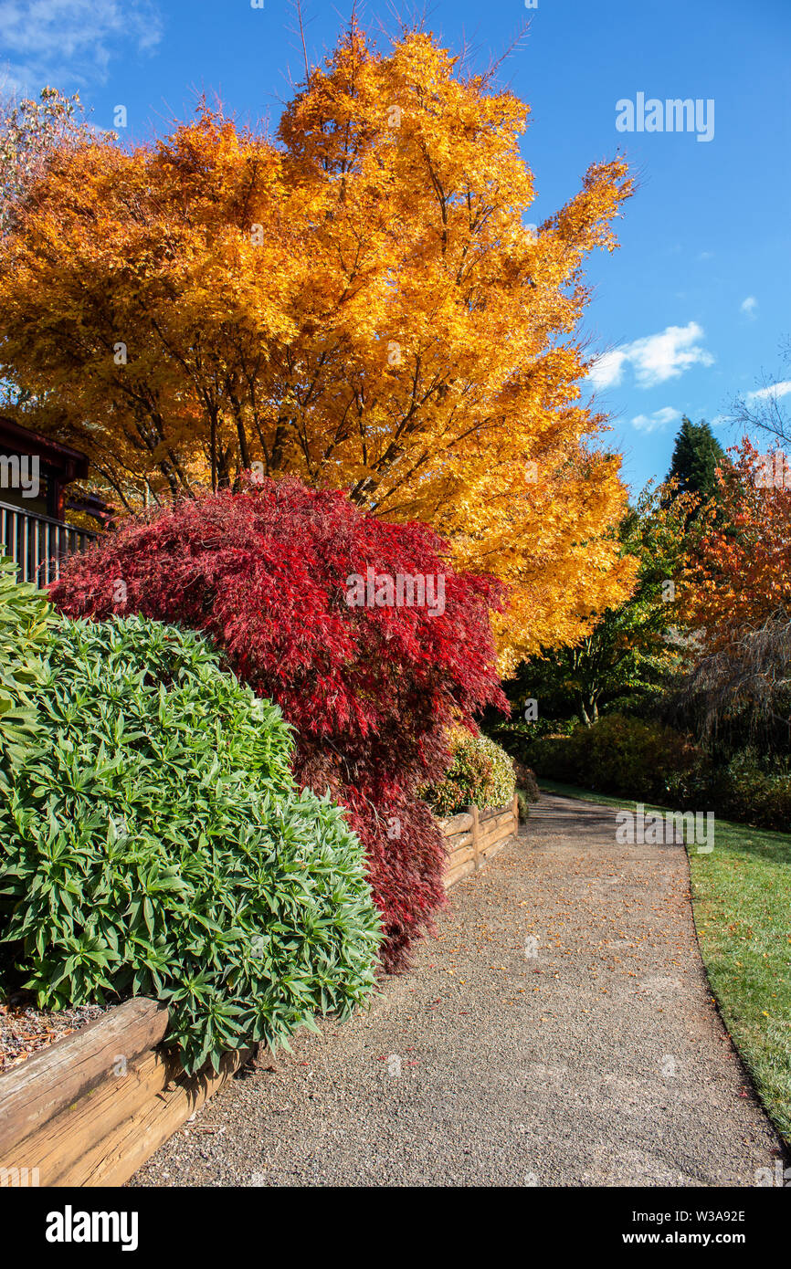 Automne feuilles dorées en orange, jaune, rouge au jardin avec du béton sinueuse bordée par la voie d'un mur de soutènement en bois, vert pelouse, blu Banque D'Images