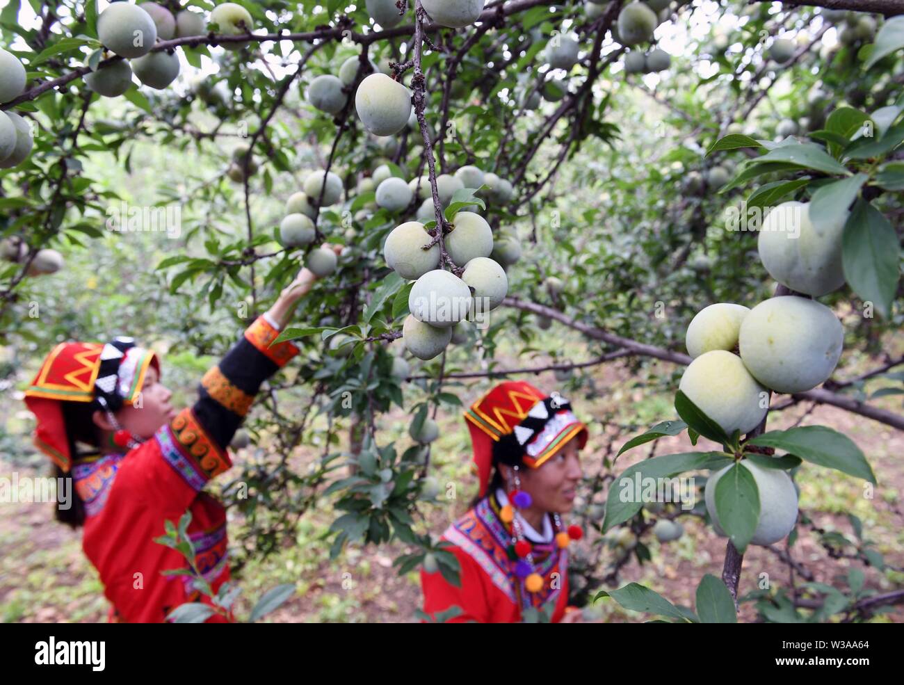Yuanmou, la province chinoise du Yunnan. Le 13 juillet, 2019. Les femmes de l'ethnie Yi, cueillir des fruits dans le village de Xinping Township dans le comté de Yuanmou Xinhua, le sud-ouest de la province chinoise du Yunnan, le 13 juillet 2019. Crédit : Yang Zongyou/Xinhua/Alamy Live News Banque D'Images