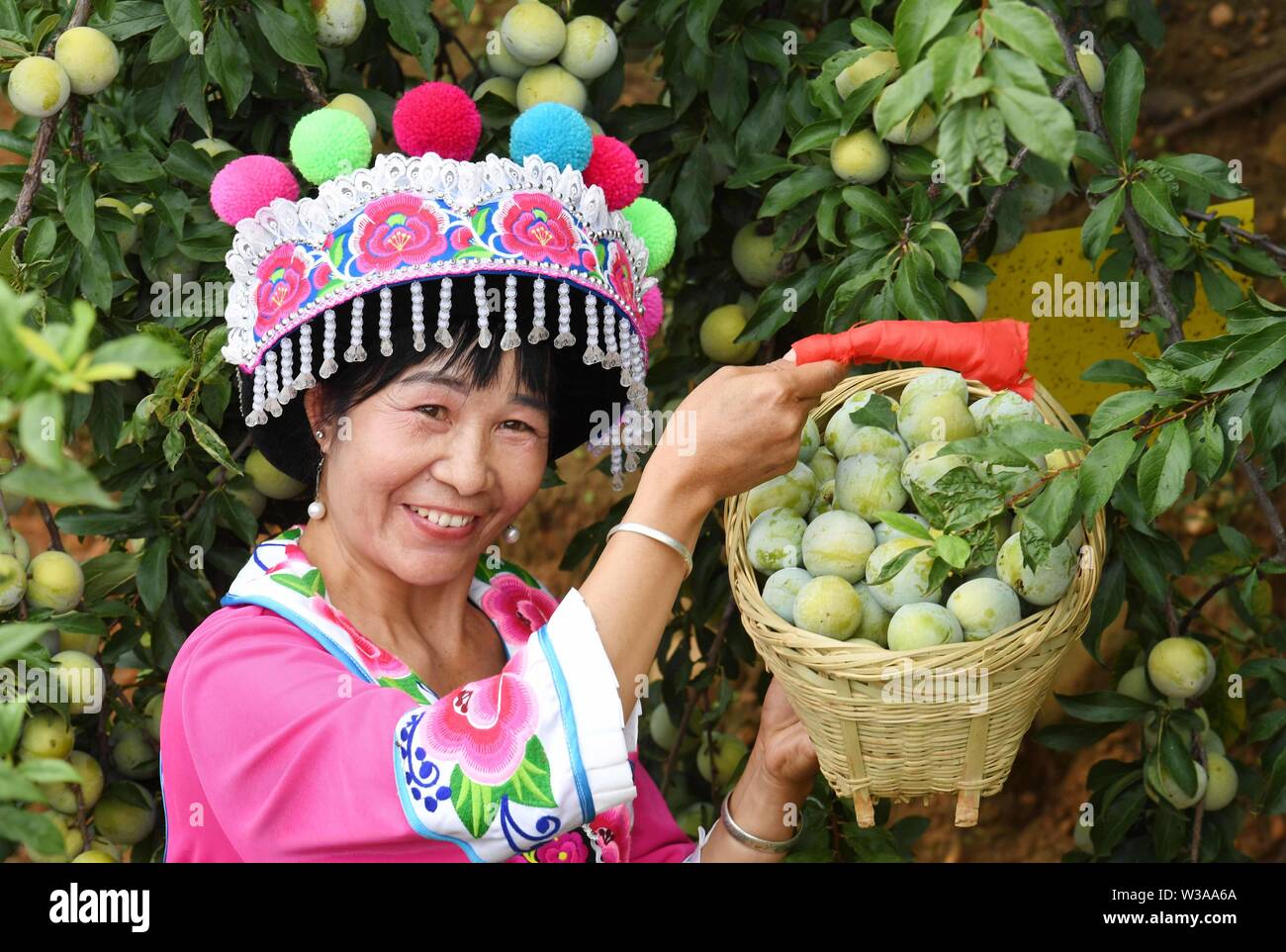 Yuanmou, la province chinoise du Yunnan. Le 13 juillet, 2019. Une femme de l'ethnie Yi picks fruits dans Village de Xinping Township dans le comté de Yuanmou Xinhua, le sud-ouest de la province chinoise du Yunnan, le 13 juillet 2019. Crédit : Yang Zongyou/Xinhua/Alamy Live News Banque D'Images